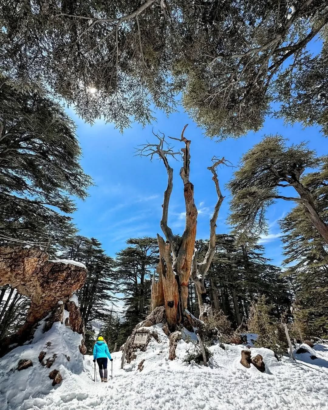 Snowshoeing in Cedars Bcharri